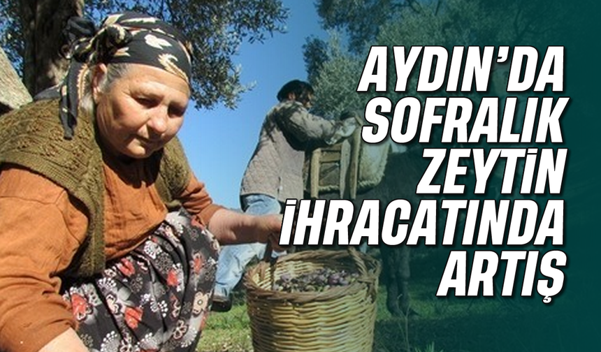 Aydın'da sofralık zeytin ihracatında artış