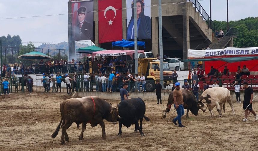 Atça’da Boğa Güreşi Şenliği, 8 Bin kişi heyecanı yaşadı