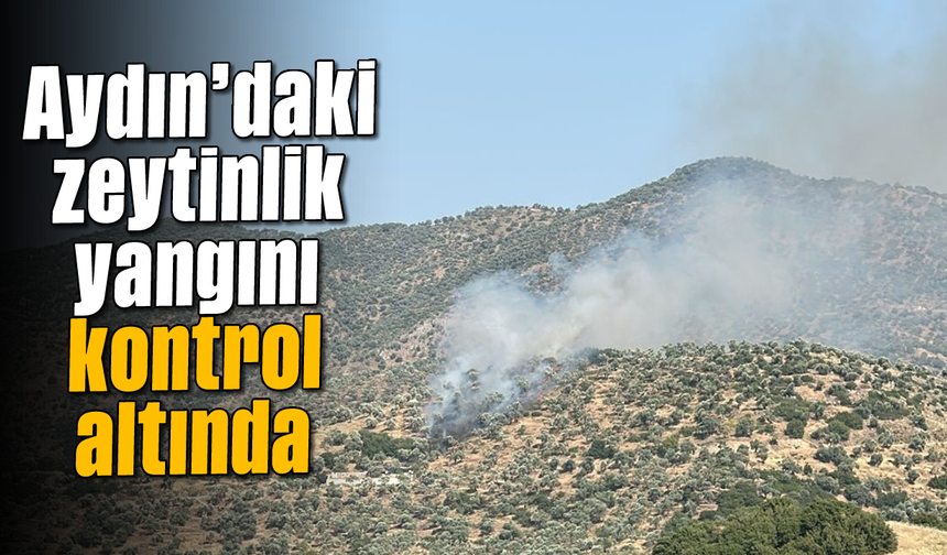Aydın'daki zeytinlik yangını kontrol altında