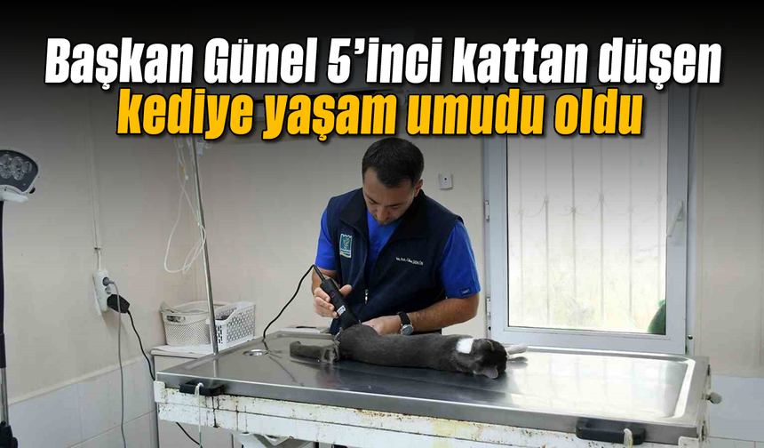 Başkan Günel, 5’inci kattan düşen kediye yaşam umudu oldu