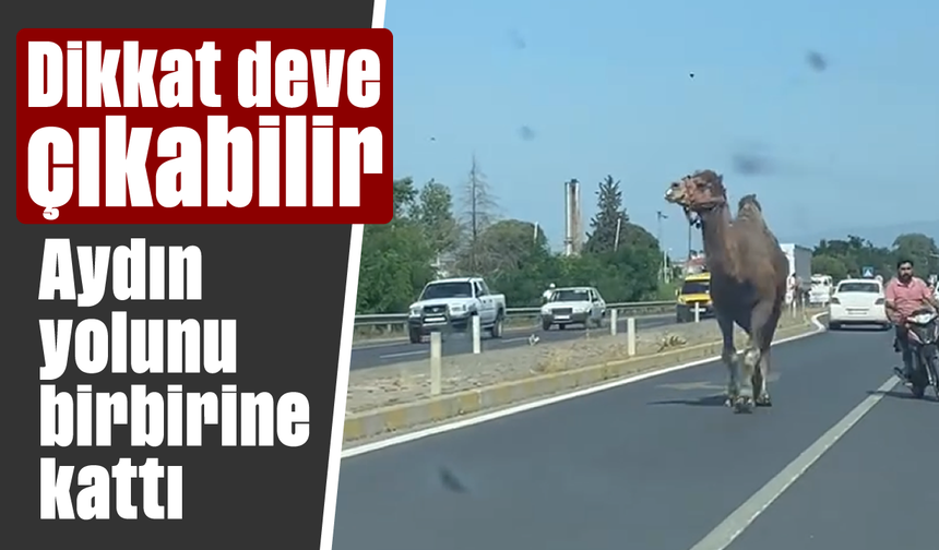 Dikkat deve çıkabilir! Aydın yolunu birbirine kattı