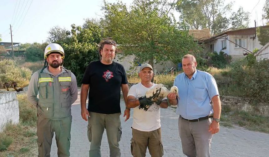 Çevre kirliliği leylekleri ''yuvalarında'' tehdit ediyor