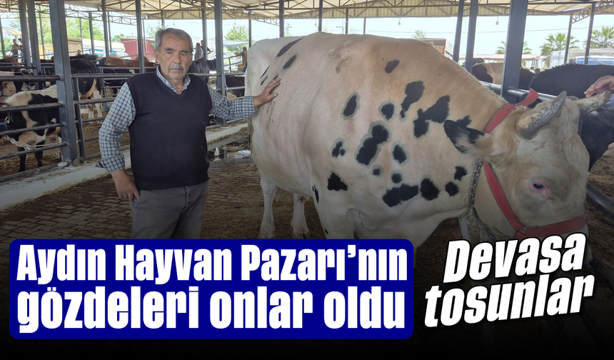 Aydın Hayvan Pazarı’nın gözdeleri onlar oldu: Devasa tosunlar