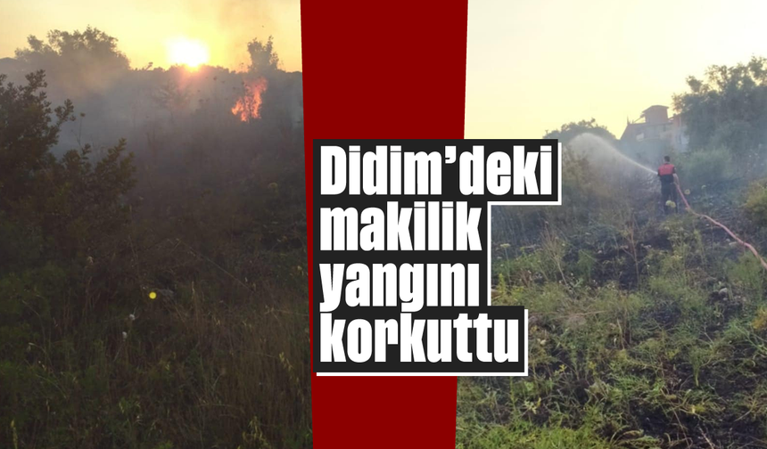 Didim'deki makilik yangını korkuttu