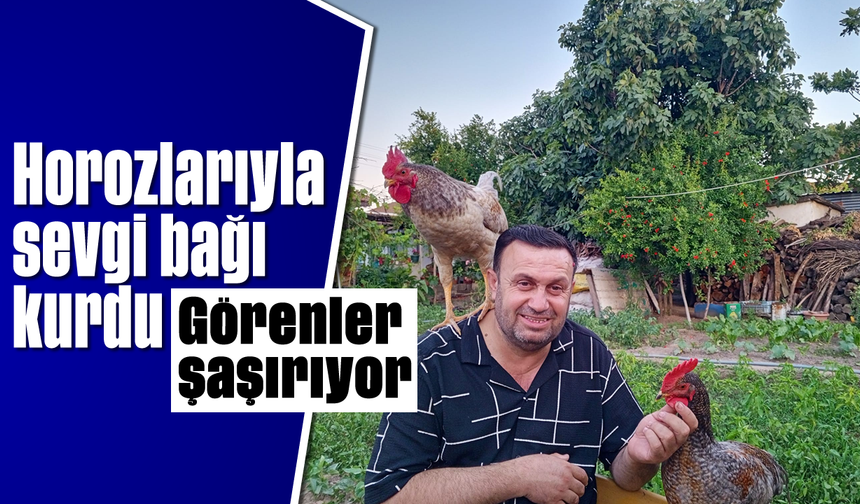 Horozlarıyla sevgi bağı kurdu: Görenler şaşırıyor