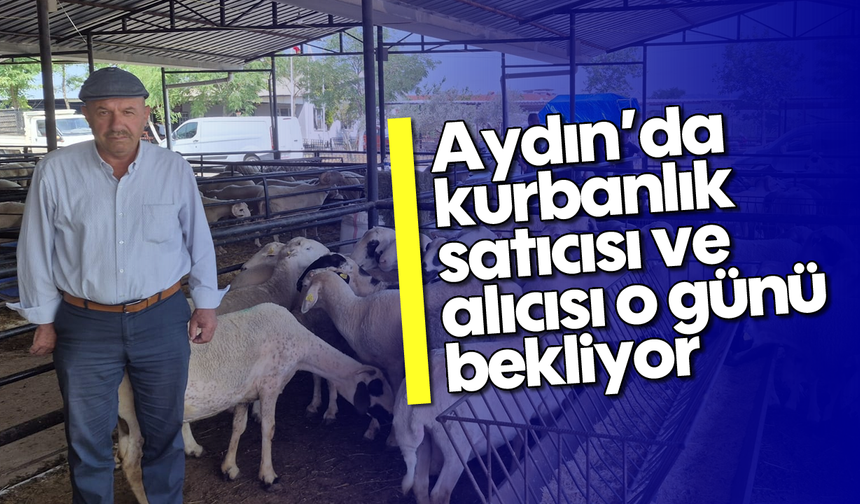 Aydın'da kurbanlık satıcısı ve alıcısı o günü bekliyor