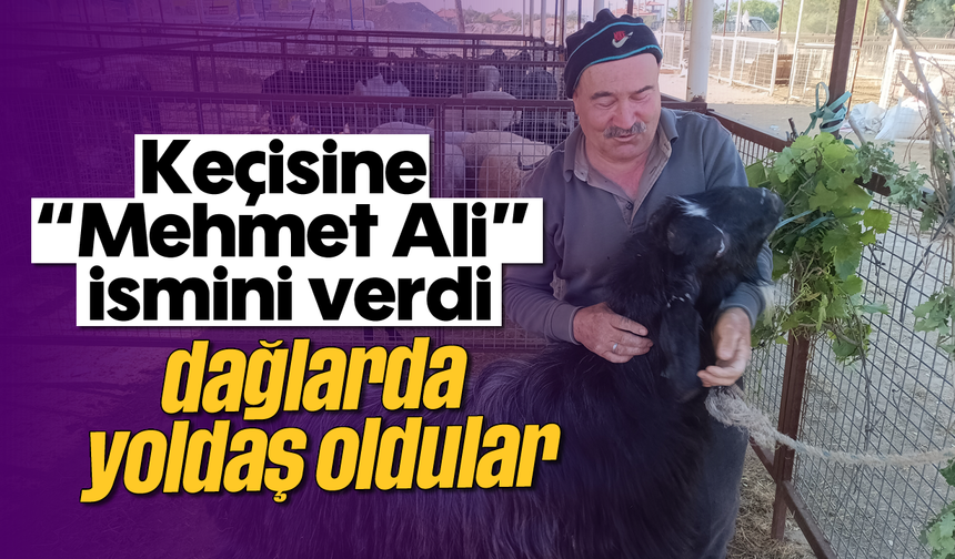 Keçisine “Mehmet Ali” ismini verdi, dağlarda yoldaş oldular