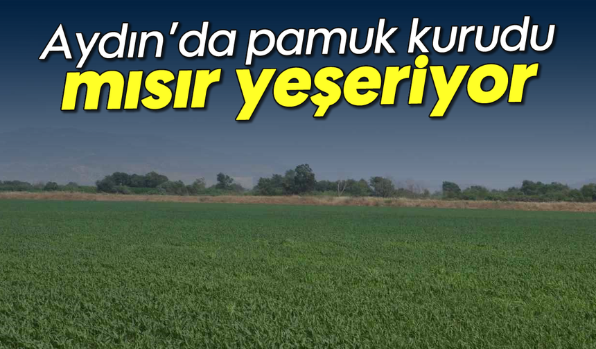 Aydın’da pamuk kurudu, mısır yeşeriyor