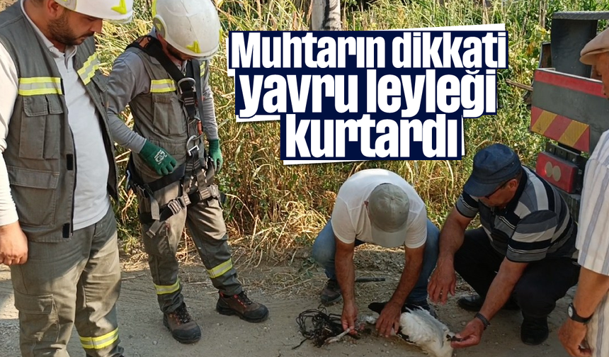 Muhtarın dikkati yavru leyleği kurtardı