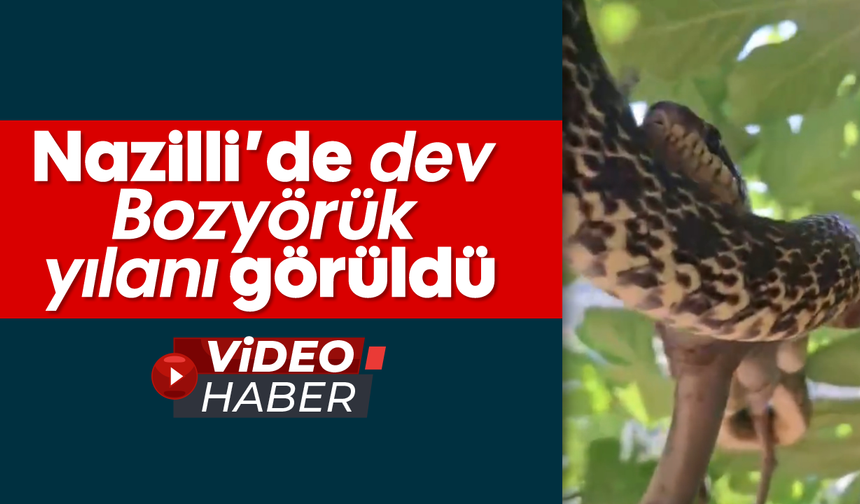 Nazilli’de dev Bozyörük yılanı görüldü