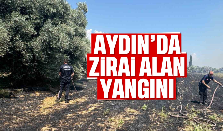 Aydın'da zirai alan yangını