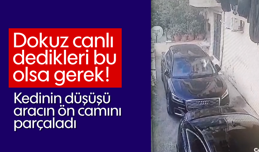 Didim’de şaşırtan olay: Kedinin düşüşü aracın ön camını parçaladı