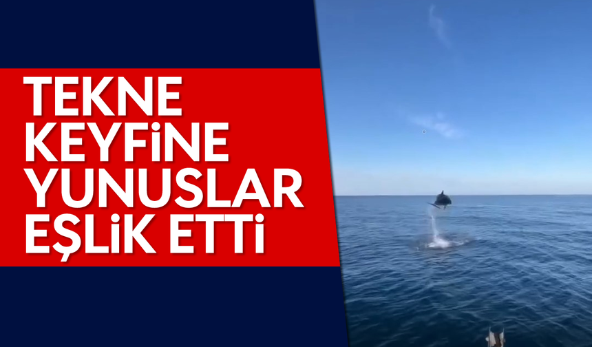 Tekne keyfine, yunuslar eşlik etti