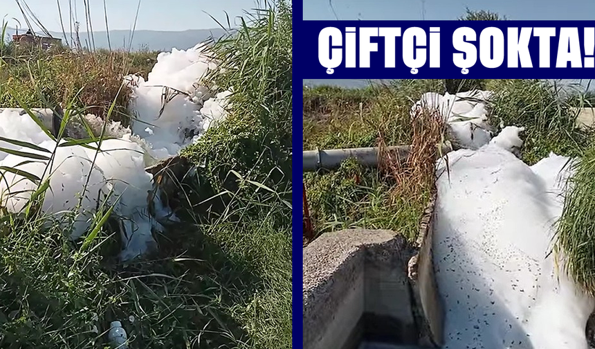Çiftçi şokta!