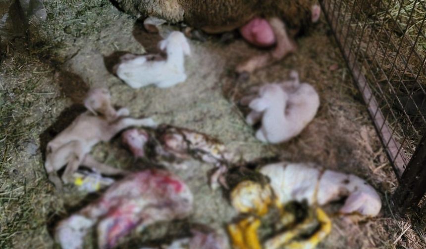 Karacasu'da görülmemiş doğum: Bir batında 8 doğurdu