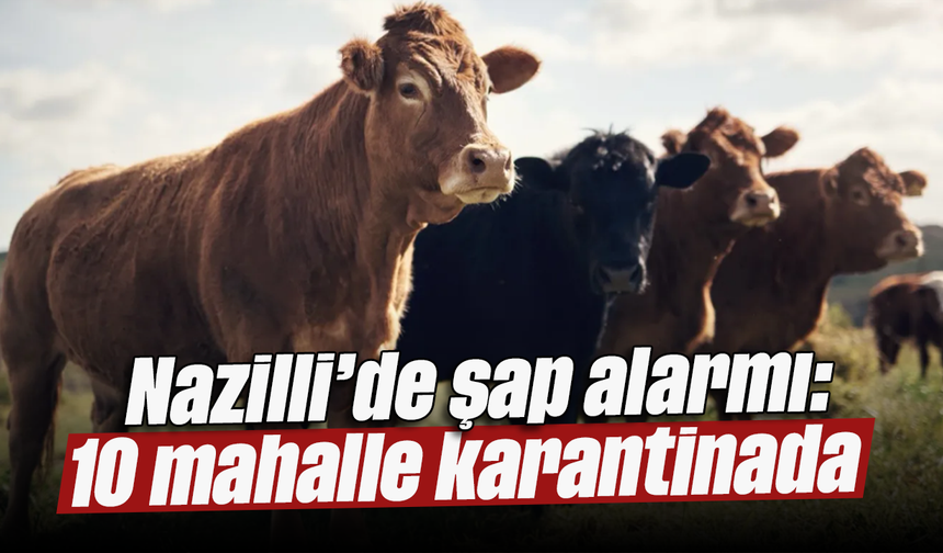 Nazilli’de şap alarmı: 10 mahalle karantinada