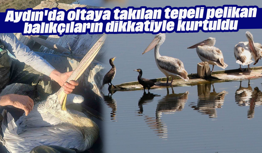 Aydın'da oltaya takılan tepeli pelikan balıkçıların dikkatiyle kurtuldu