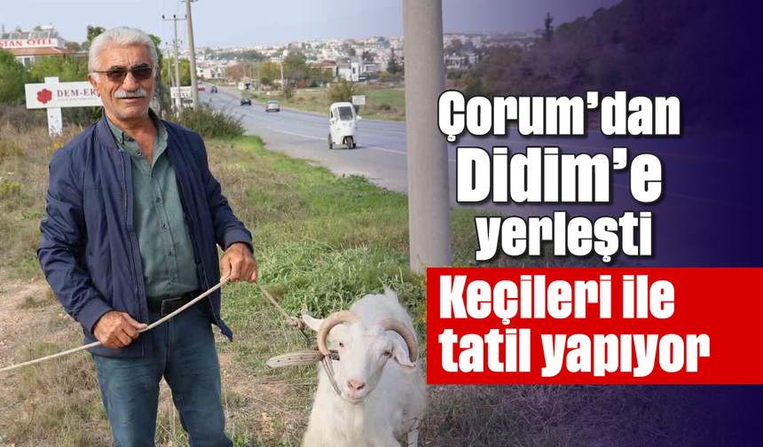 Çorum'dan Didim'e yerleşti: Keçileri ile tatil yapıyor