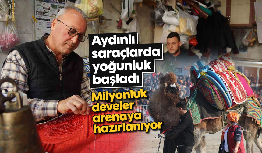 Milyonluk develer arenaya hazırlanıyor: Aydınlı saraçlarda yoğunluk başladı