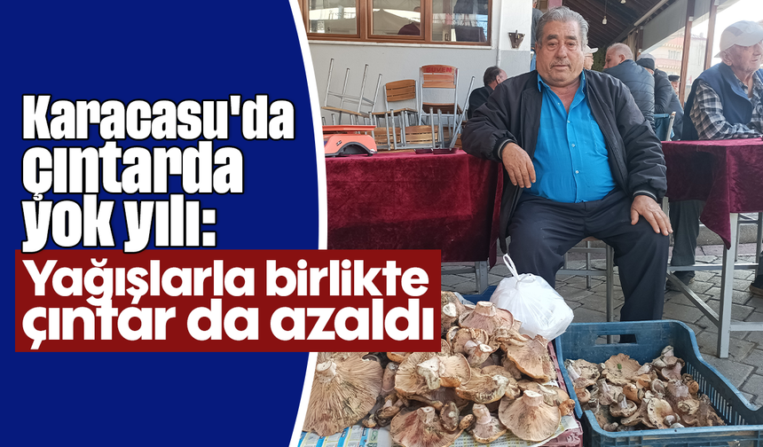Karacasu'da çıntarda yok yılı: Yağışlarla birlikte çıntar da azaldı