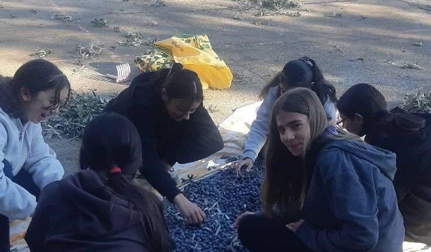 Bozdoğan’da öğrenciler zeytin hasadı yaptı