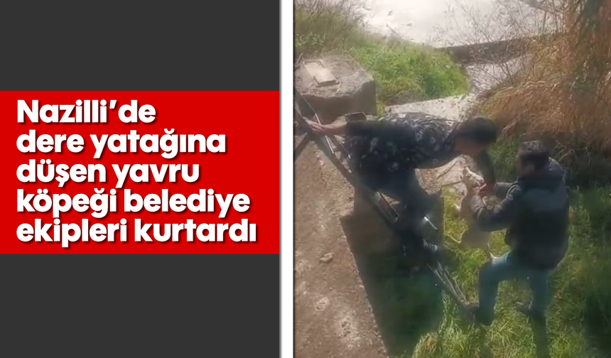 Nazilli’de dere yatağına düşen yavru köpeği belediye ekipleri kurtardı