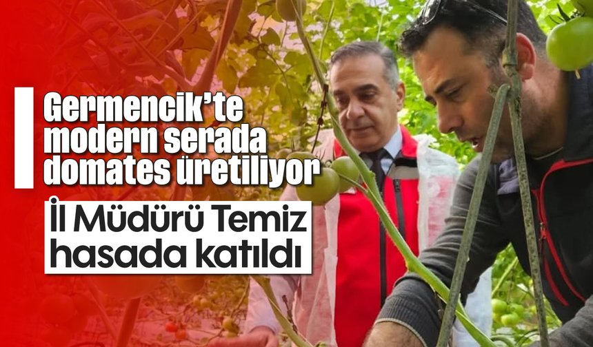 Germencik’te modern serada domates üretiliyor