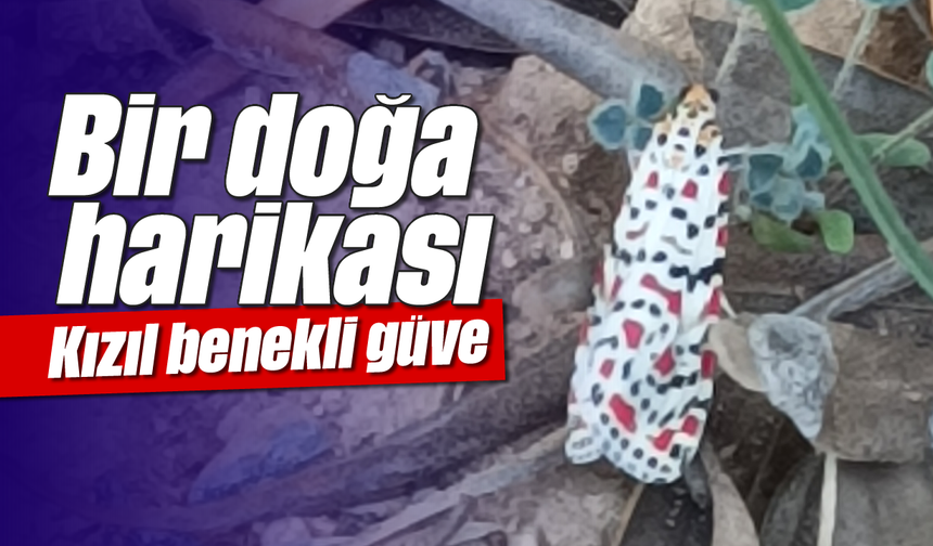 Bir doğa harikası: Kızıl benekli güve
