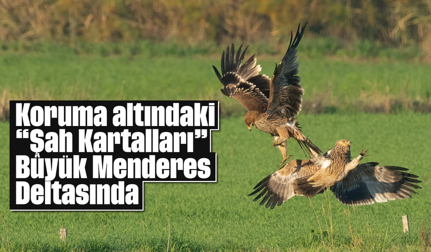 Koruma altındaki “Şah Kartalları” Büyük Menderes Deltasında