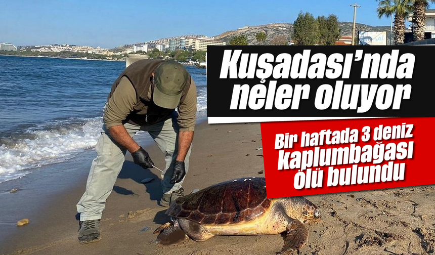 Kuşadası'nda neler oluyor: Bir haftada 3 deniz kaplumbağası ölü bulundu