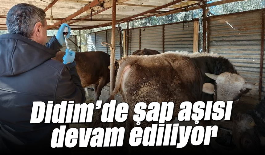 Didim'de şap aşısı devam ediliyor