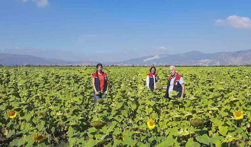 Söke’de 10 bin dekarlık alana ayçiçeği tohumu dağıtılacak