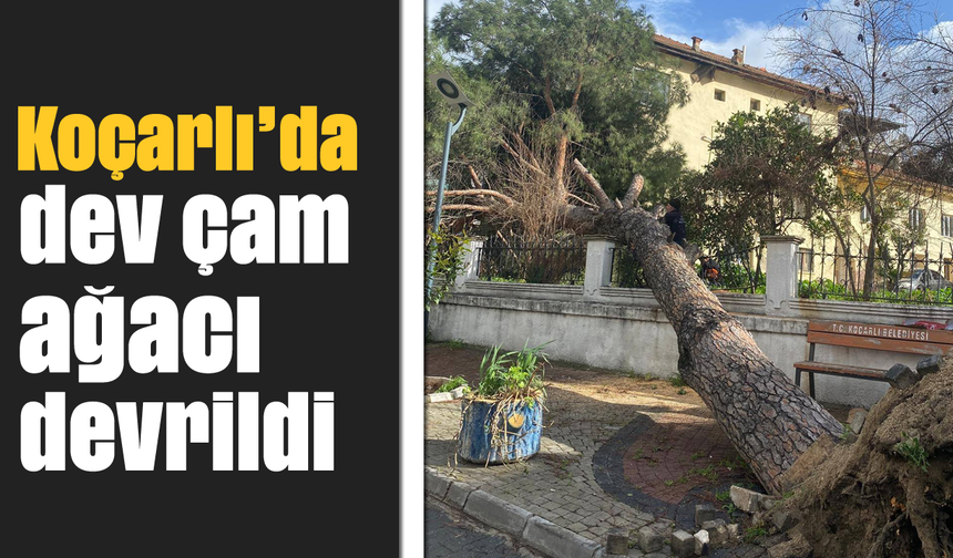 Koçarlı’da dev çam ağacı devrildi