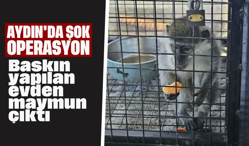 Aydın’da şok operasyon: Baskın yapılan evden maymun çıktı