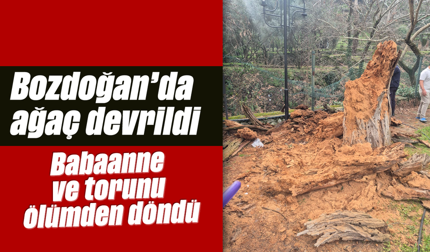 Bozdoğan'da ağaç devrildi: Babaanne ve torunu ölümden döndü