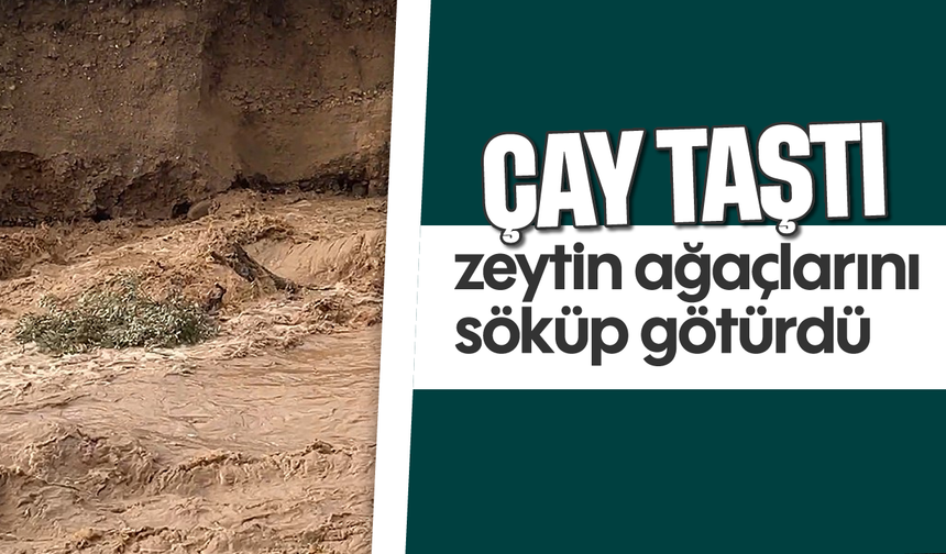 Çay taştı, zeytin ağaçlarını söküp götürdü