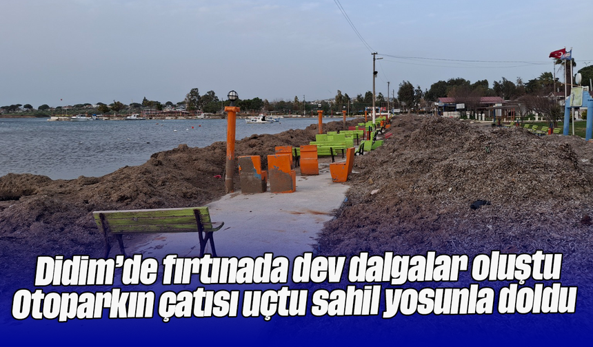 Didim’de fırtınada dev dalgalar oluştu; Otoparkın çatısı uçtu, sahil yosunla doldu