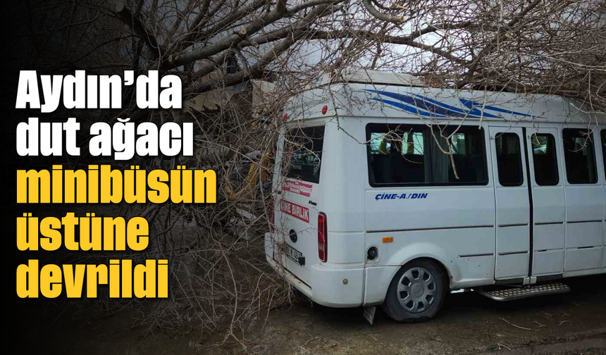 Aydın'da dut ağacı minibüsün üstüne devrildi