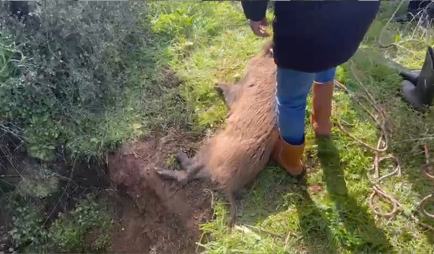 Nazilli'de mahsur kalan domuz böyle kurtarıldı