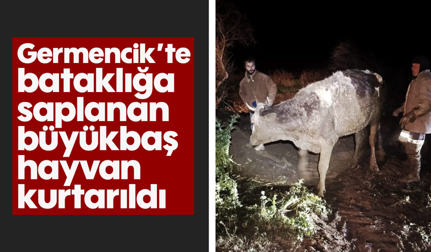 Germencik’te bataklığa saplanan büyükbaş hayvan kurtarıldı