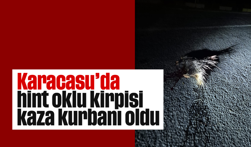 Karacasu'da hint oklu kirpisi kaza kurbanı oldu