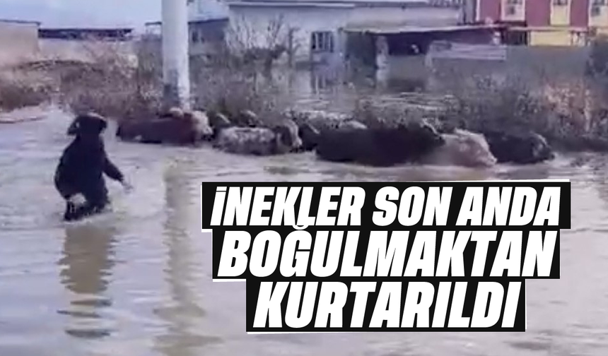 İnekler boğulmaktan kurtarıldı