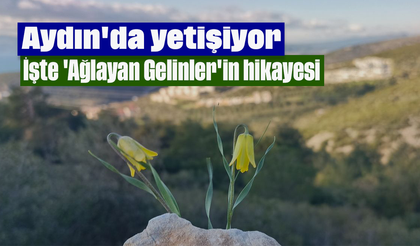 Aydın'da yetişiyor: İşte 'Ağlayan Gelinler'in hikayesi