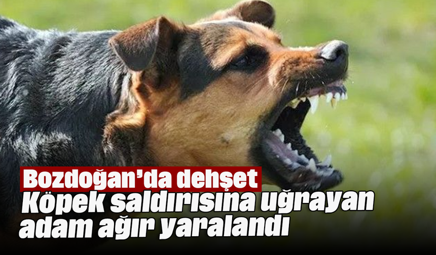 Bozdoğan’da dehşet: Köpek saldırısına uğrayan adam ağır yaralandı