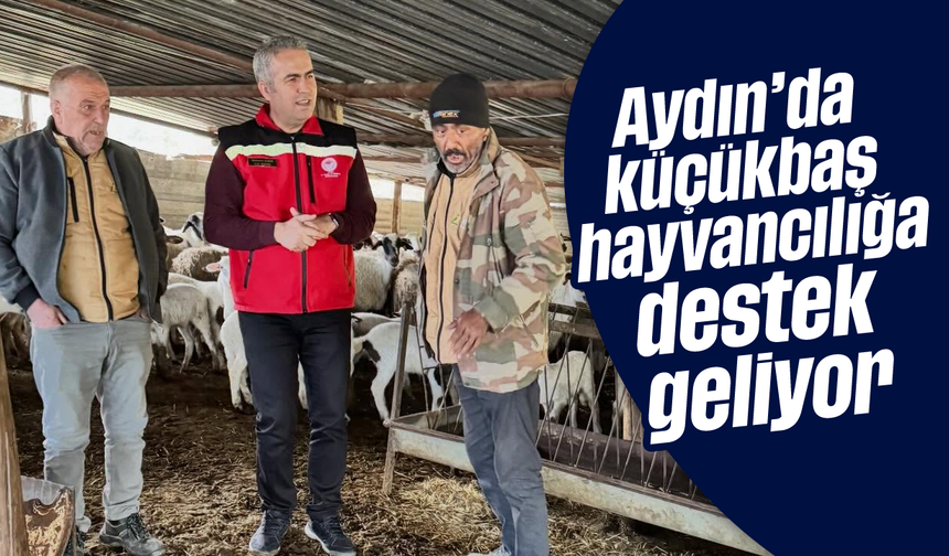 Aydın'da küçükbaş hayvancılığa destek geliyor
