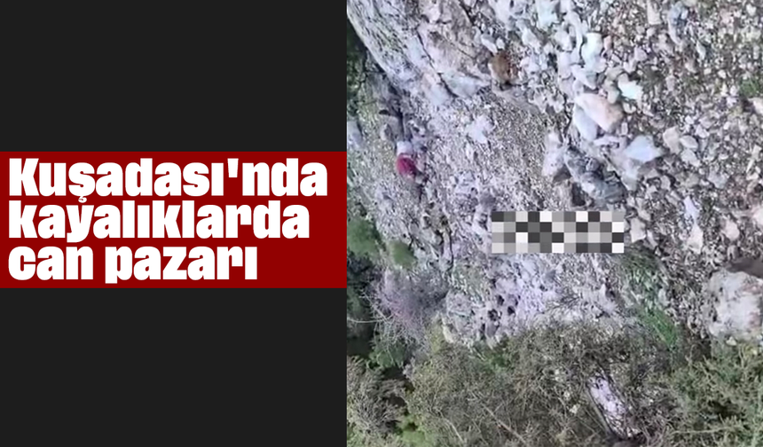 Kuşadası'nda kayalıklarda can pazarı