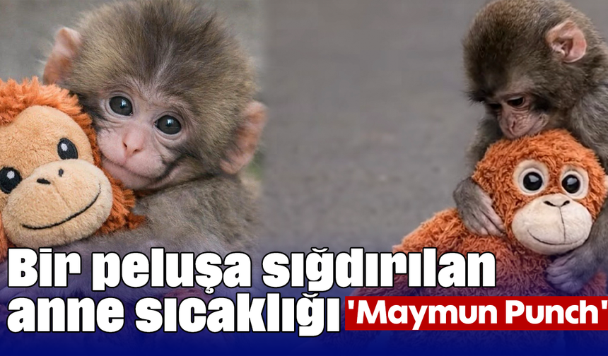 Bir peluşa sığdırılan anne sıcaklığı; 'Maymun Punch'