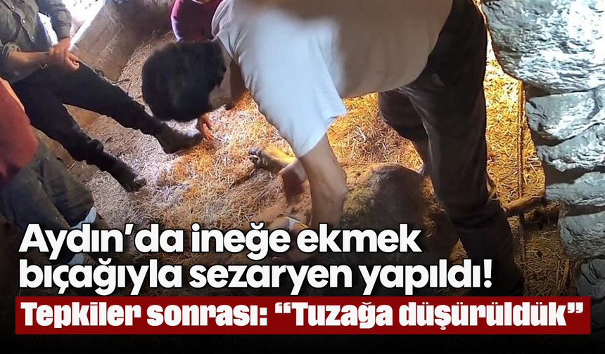 Aydın’da ineğe ekmek bıçağıyla sezaryen yapıldı! Tepkiler sonrası: “Tuzağa düşürüldük”