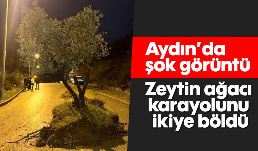 Aydın'da şok görüntü: Zeytin ağacı karayolunu ikiye böldü