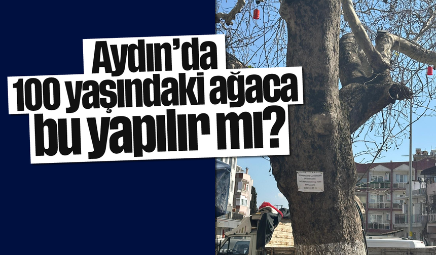 Aydın'da 100 yaşındaki ağaca bu yapılır mı?